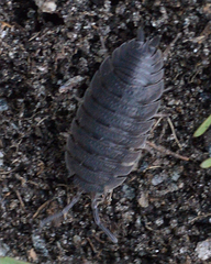 Porcellio scaber