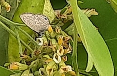 Prosotas dubiosa