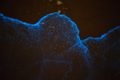 Noctiluca scintillans