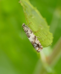 Epinotia subocellana