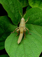 Schistocerca flavofasciata