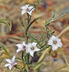 Convolvulus bonariensis