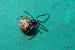 Parasteatoda cingulata