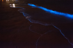 Noctiluca scintillans