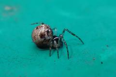 Parasteatoda cingulata
