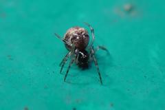 Parasteatoda cingulata