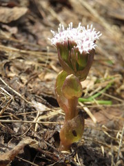 Petasites rubellus