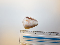 Conus miliaris