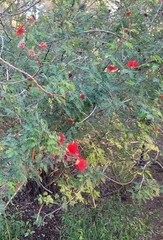 Calliandra californica