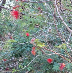 Calliandra californica