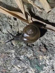 Macrochlamys hippocastaneum