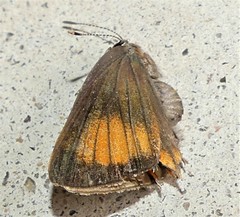 Satyrium favonius autolycus