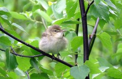 Acrocephalus dumetorum