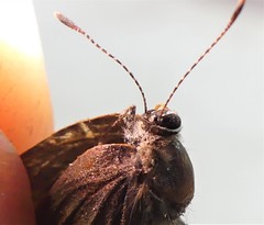 Satyrium favonius autolycus