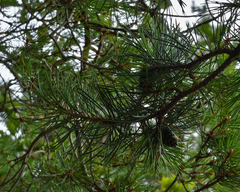 Pinus sylvestris