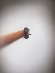 Tetramorium walshi