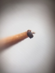Tetramorium walshi