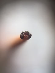 Tetramorium walshi