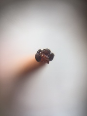 Tetramorium walshi