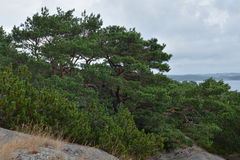 Pinus sylvestris