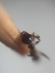 Pheidole indica