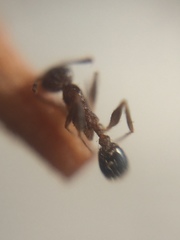 Pheidole indica