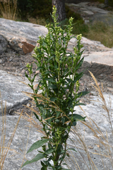 Angiospermae