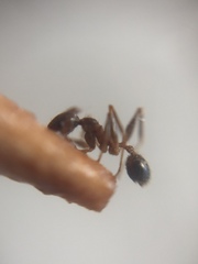 Pheidole indica