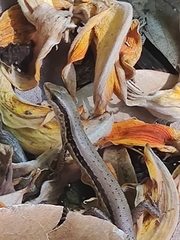 Sphenomorphus maculatus