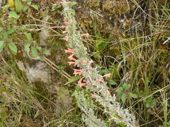 Clinopodium argenteum