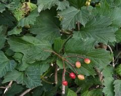 Viburnum opulus