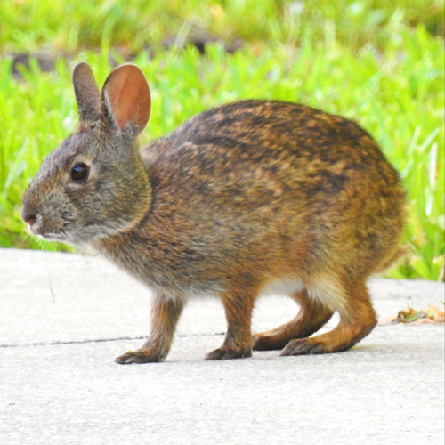 Marsh Rabbit