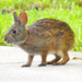 Marsh Rabbit - Photo (c) JeffreyGammon, some rights reserved (CC BY-NC), uploaded by JeffreyGammon