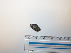 Tritia reticulata