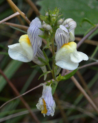 Linaria repens