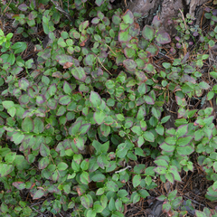 Vaccinium myrtillus