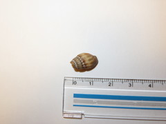 Tritia reticulata