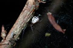 Prosoponoides sinense