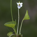 Small White Violet - Photo (c) aarongunnar, some rights reserved (CC BY), uploaded by aarongunnar