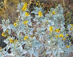 Encelia farinosa