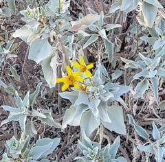 Encelia farinosa