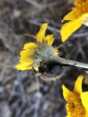 Monolopia lanceolata