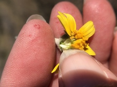 Monolopia lanceolata