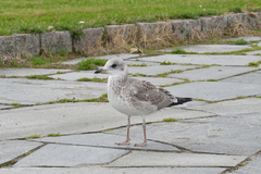 Larus canus