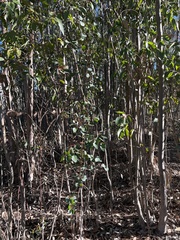 Eucalyptus cladocalyx