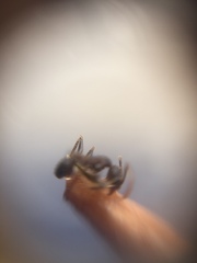 Pheidole sharpi