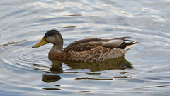 Anas platyrhynchos