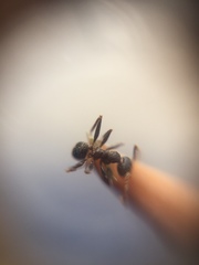 Pheidole sharpi
