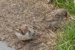 Passer domesticus