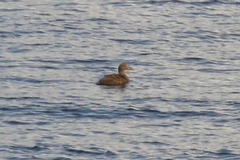 Somateria mollissima